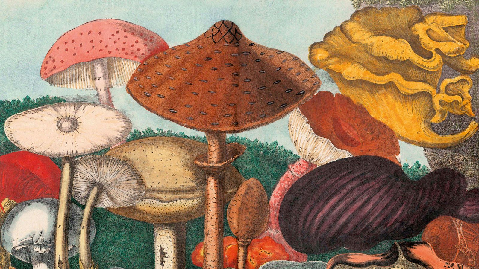 Discover the magic of mushrooms in this trippy tome