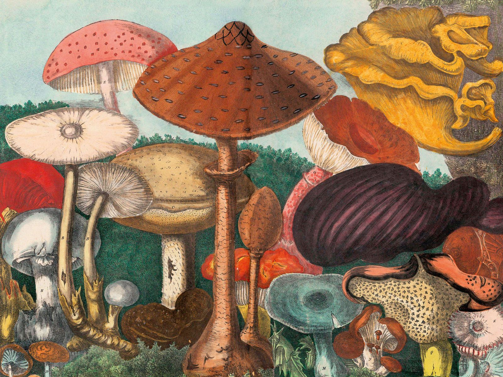 Fungi to be with: discover the magic of mushrooms in this trippy tome