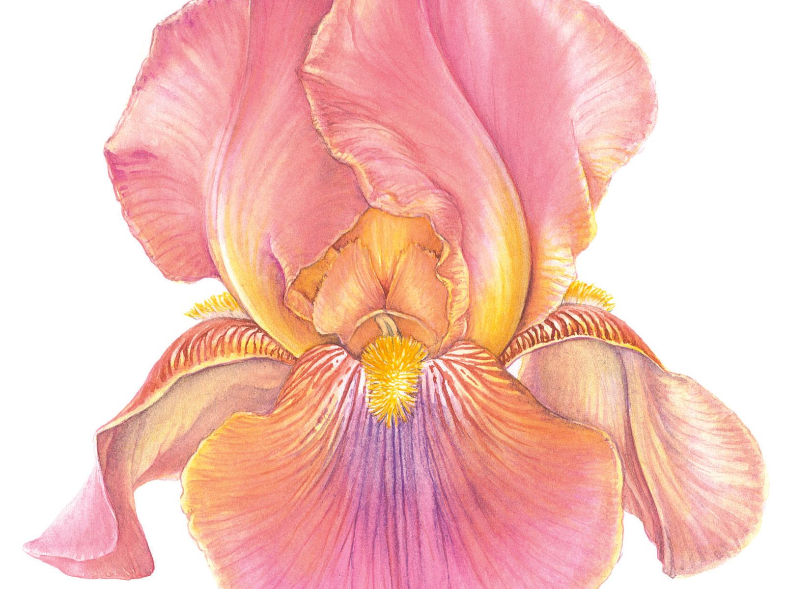 An ode to the rare ‘Three Oaks’ Iris