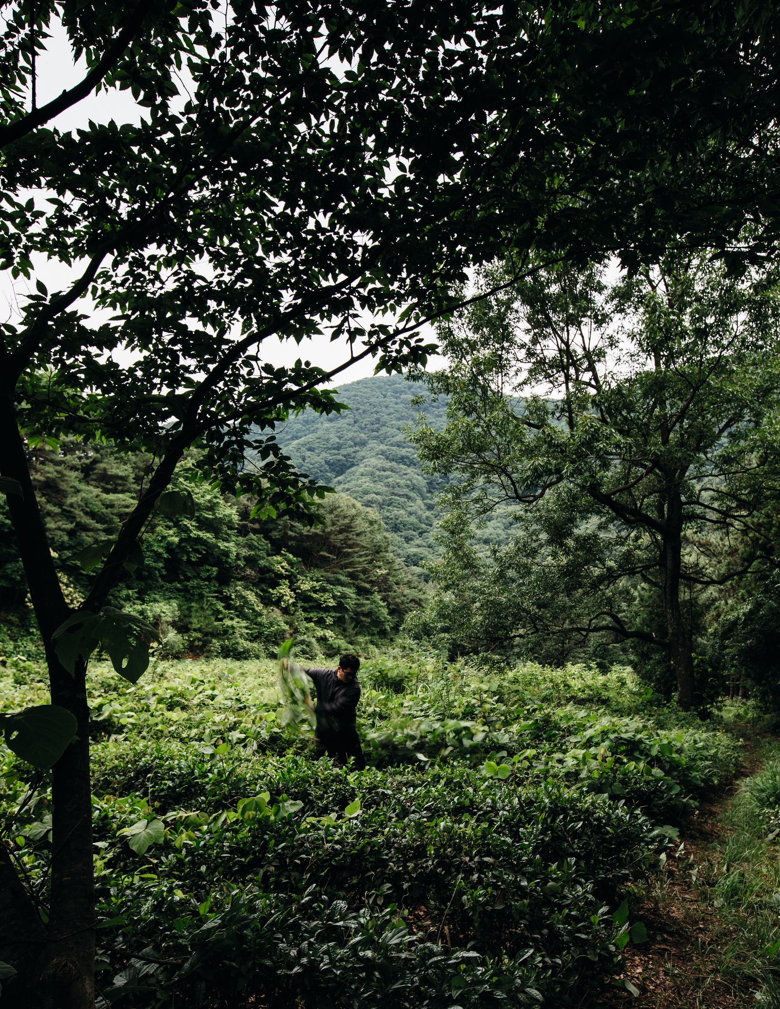 Image may contain Green Grove Jungle Land Nature Outdoors Plant Rainforest Tree Vegetation and Woodland