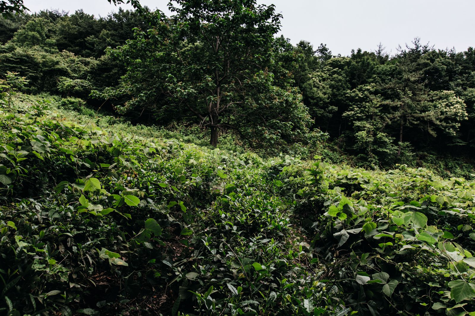 Image may contain Plant Vegetation Jungle Nature Outdoors Land Rainforest Tree Woodland and Green