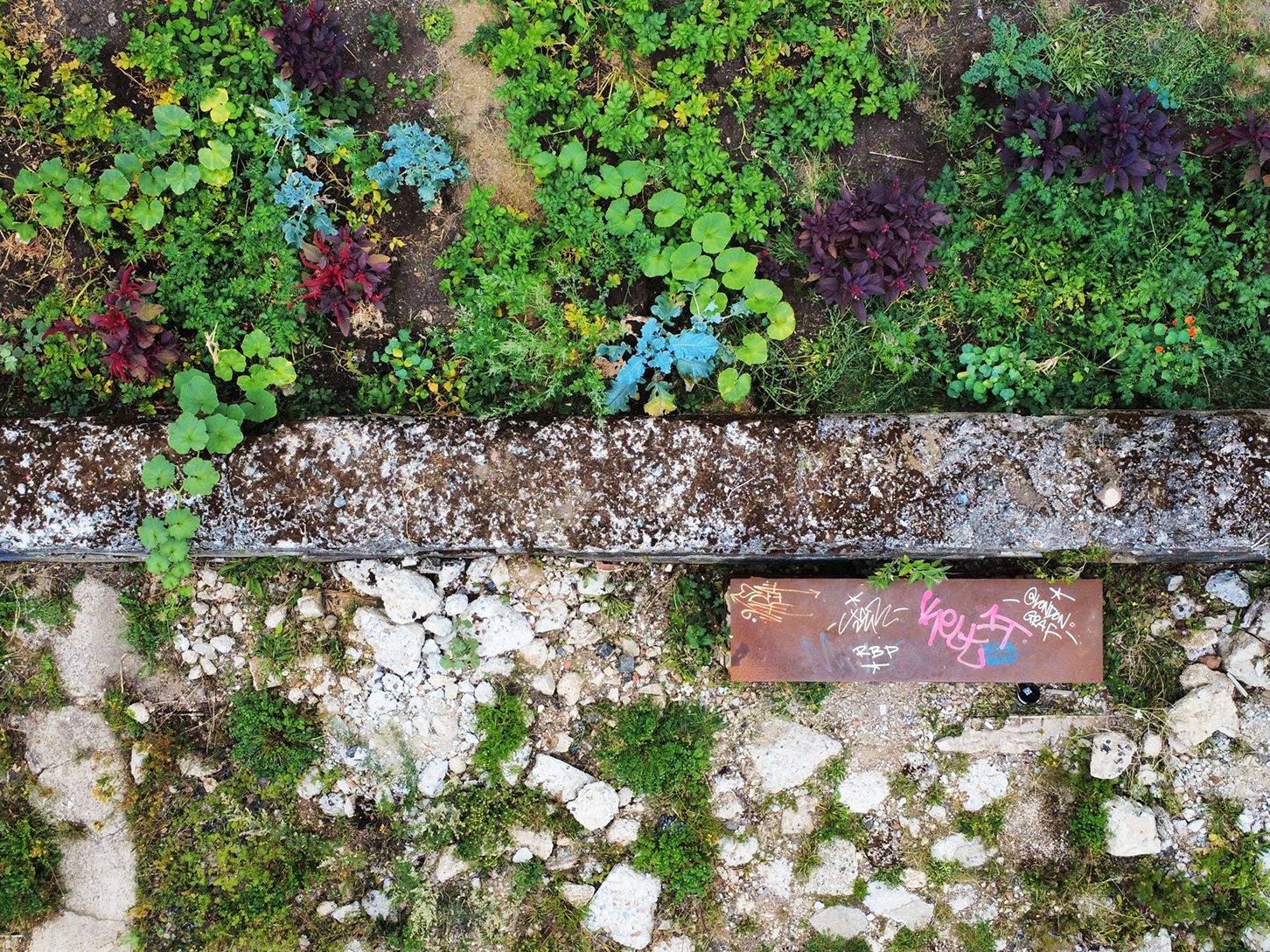 Wild ones: the punk horticulturists fighting urban blight