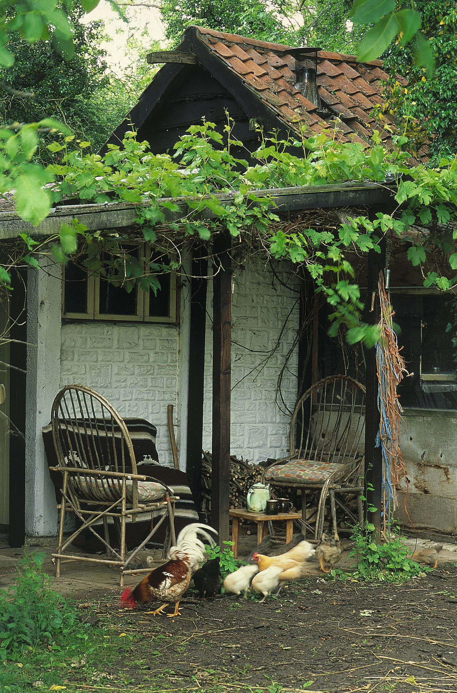 Image may contain Chair Furniture Animal Bird Chicken Fowl Poultry Architecture Building Cottage and House