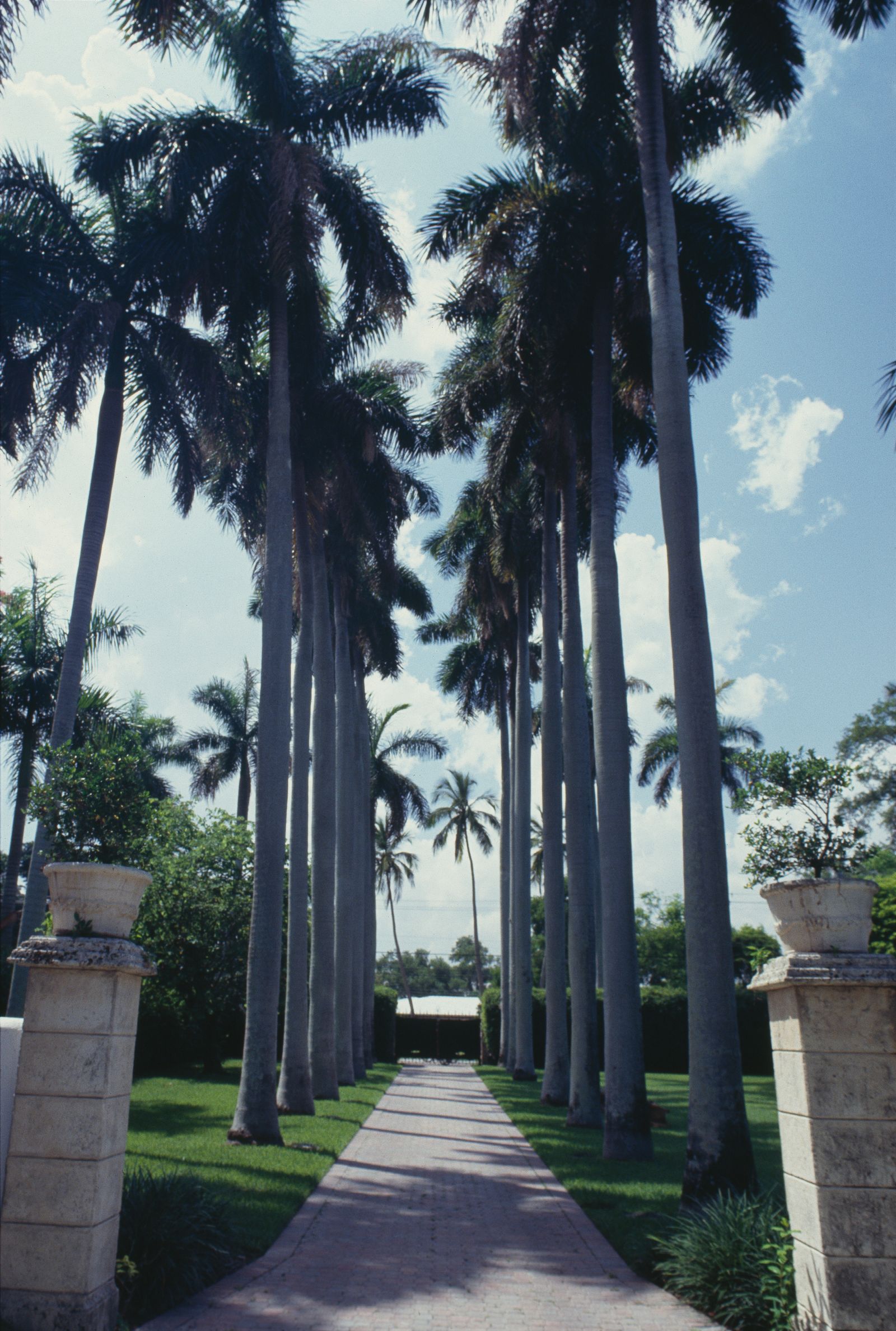 Image may contain Palm Tree Plant Tree Vegetation Summer Garden Nature Outdoors Grass Park Path and Arbour